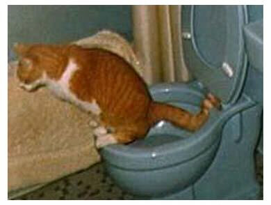 the cat !